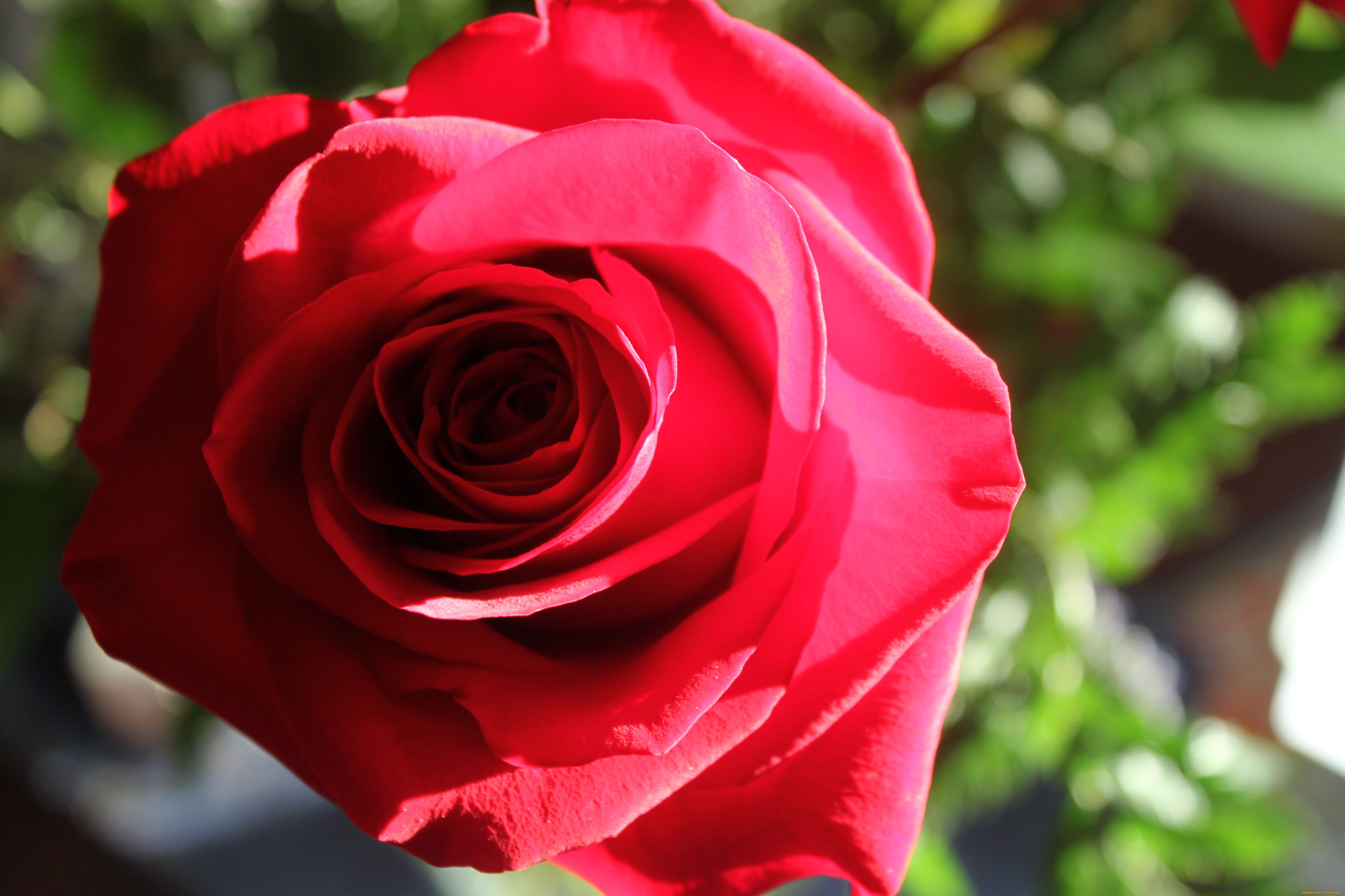 , , rose